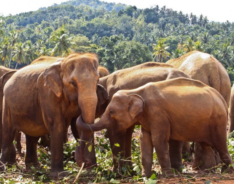 Слоновий питомник в Пиннавела, Шри-Ланка