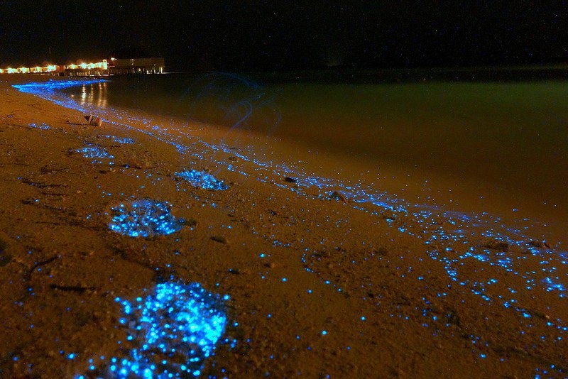Светящийся планктон -потрясающее зрелище на берегах Мальдив