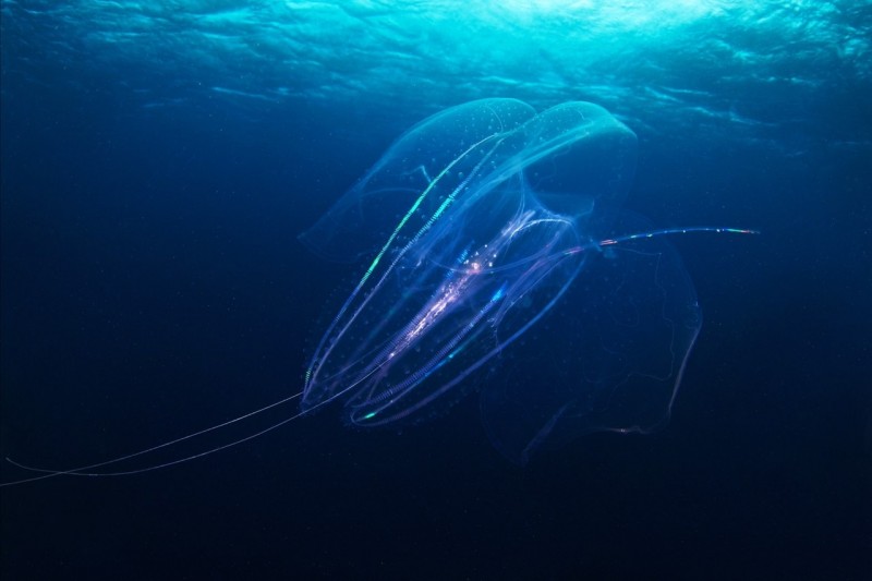 Невероятные фотографии подводного мира от фотографа и морского биолога Александра Семенова.