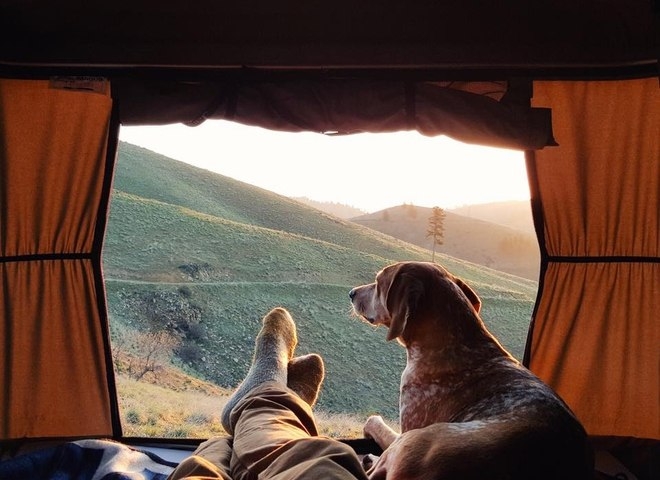 Невероятные приключения собаки-путешественницы Мэдди по Америке