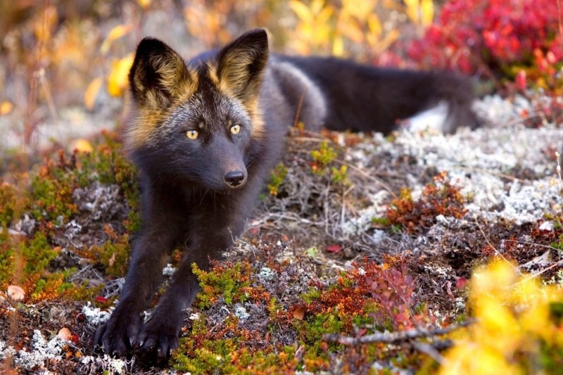 Черно-бурая лисица - редкое и красивое животное