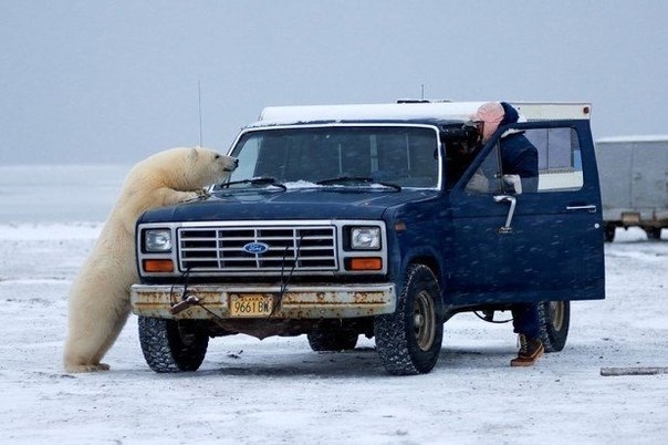 Как белый медведь просился в машину