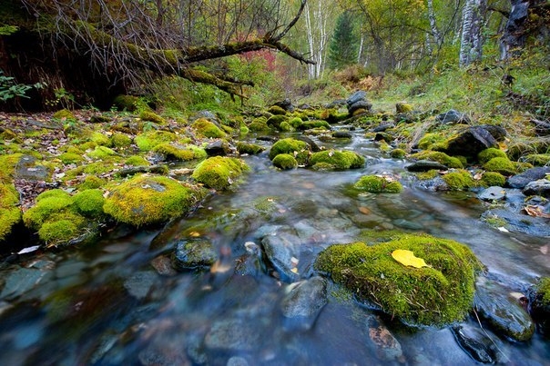 Саяно-Шушенский заповедник, Красноярский край.