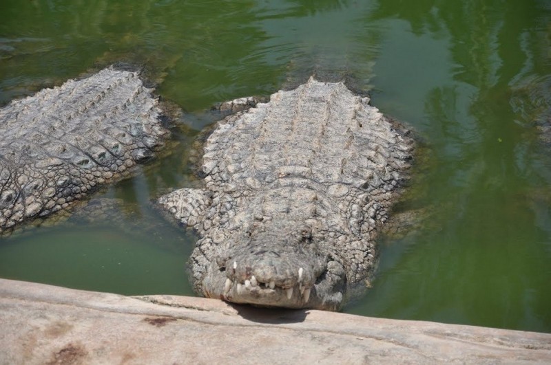 Рай для крокодилов на острове Джерба