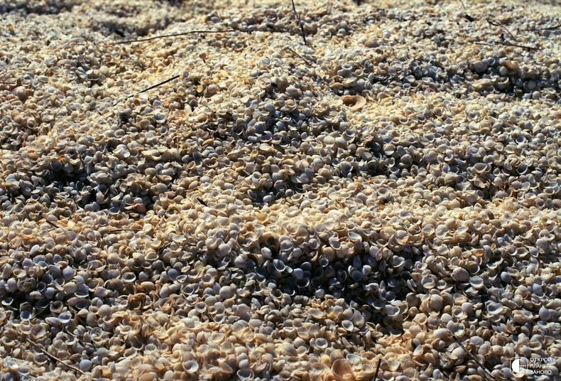 Пляж Шелл-Бич
