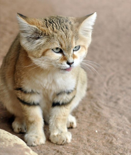 Барханная кошка Барханная кошка
