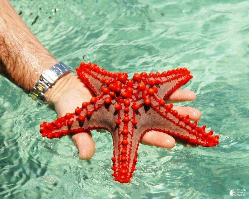 Морские звезды Морские звезды