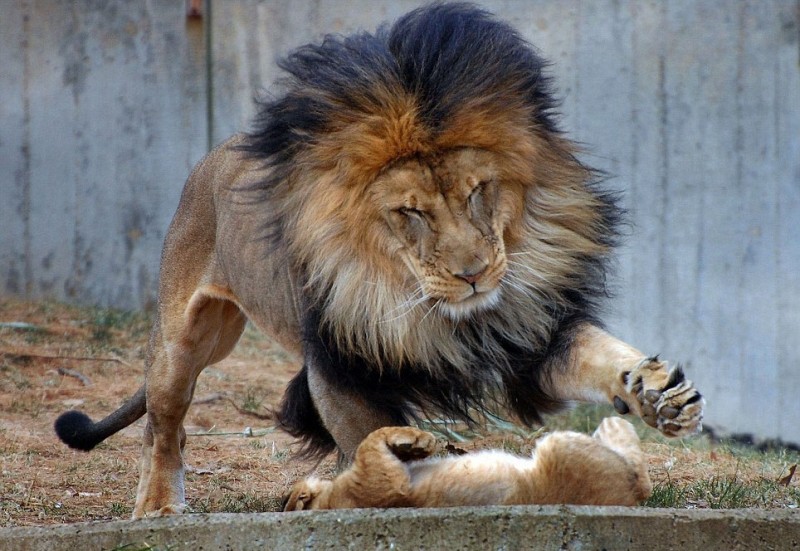 Львица показала льву, «кто в доме хозяин»