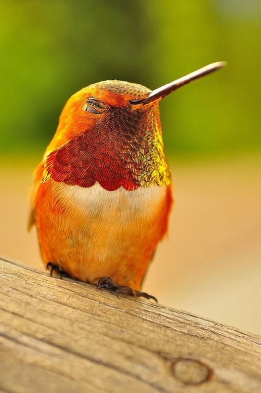 Самые красивые колибри 8