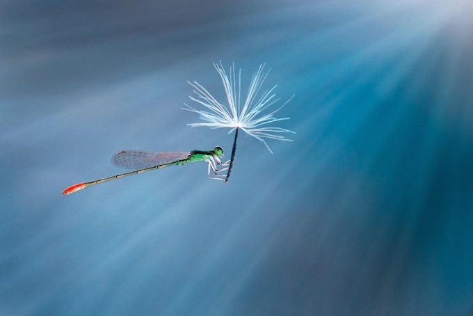Жизнь насекомых от фотографа Nordin Seruyan