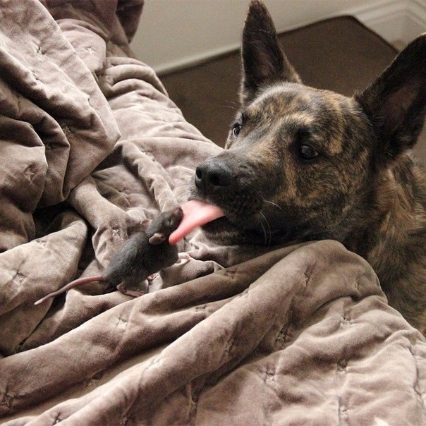 Крыса и собака — лучшие друзья