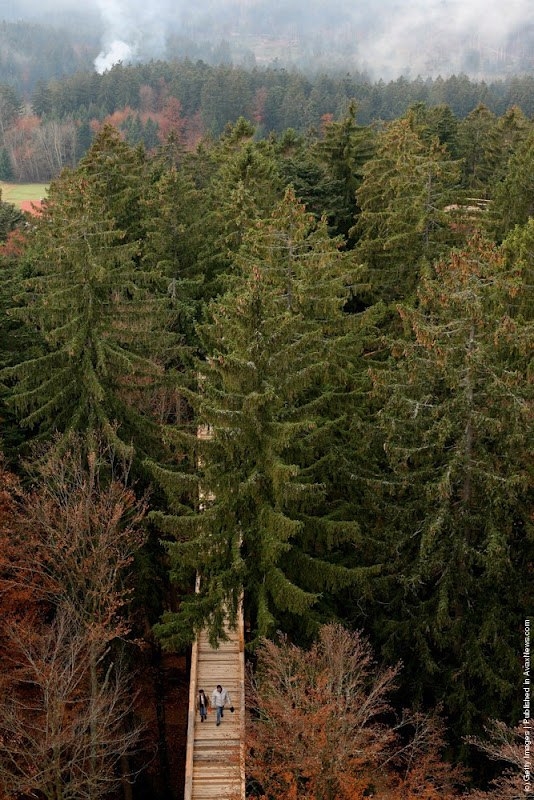 Тропа по вершинам деревьев в Баварии