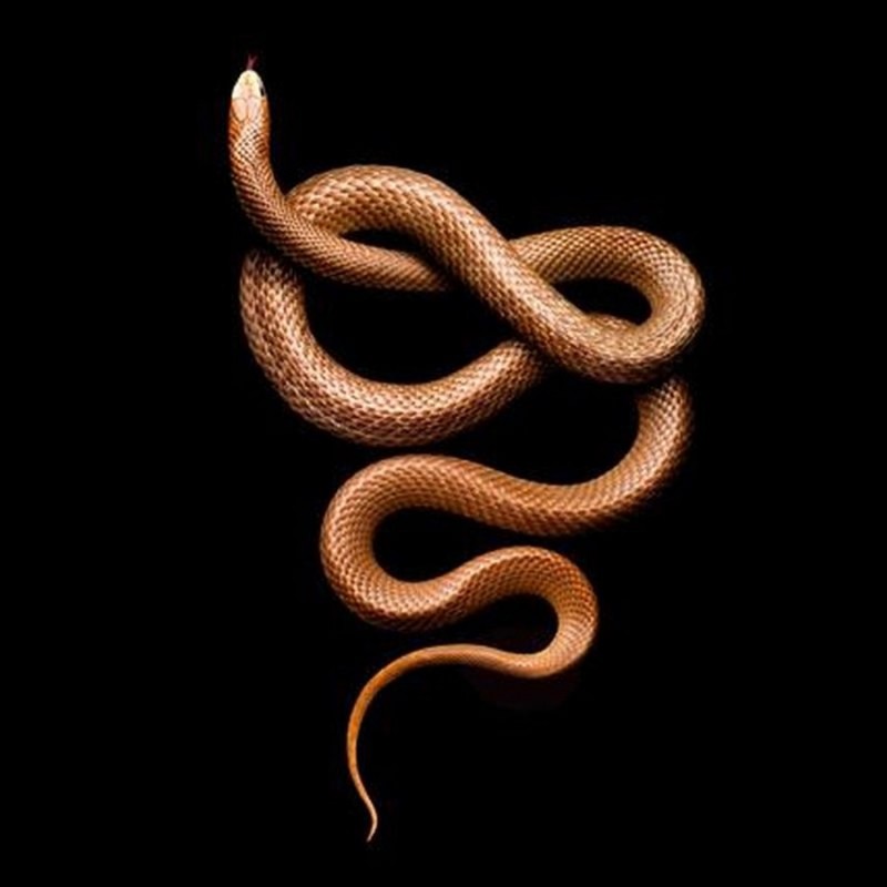 Проект Serpentine Марка Лайта Проект Serpentine Марка Лайта