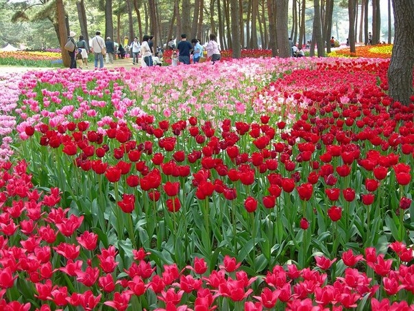 Рассветная страна цветов Hitachi Seaside Park