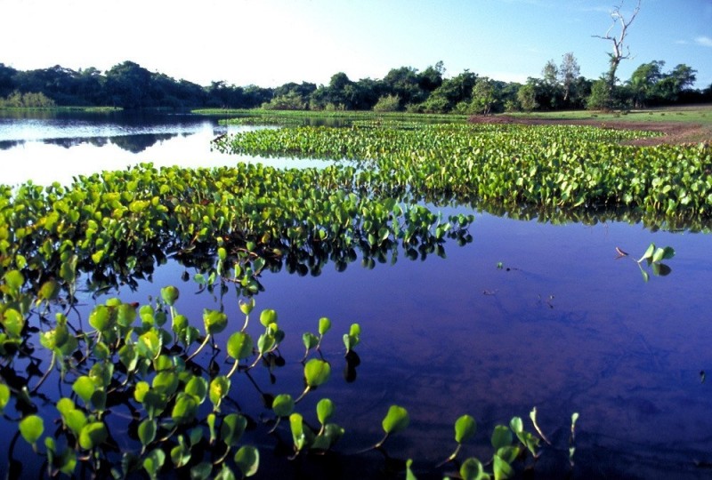 Сезонные болота Пантанал