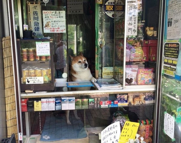 Собака-продавец в Японии