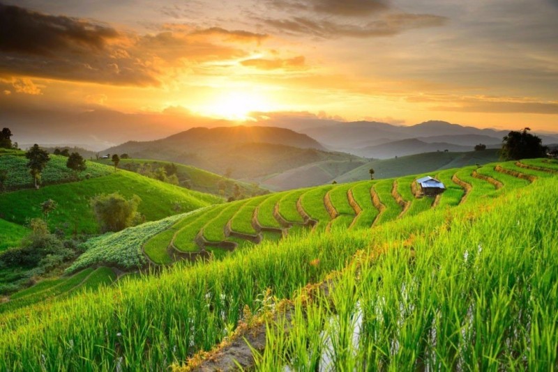 Рисовые террасы Чиангмай, северная провинция Таиланда