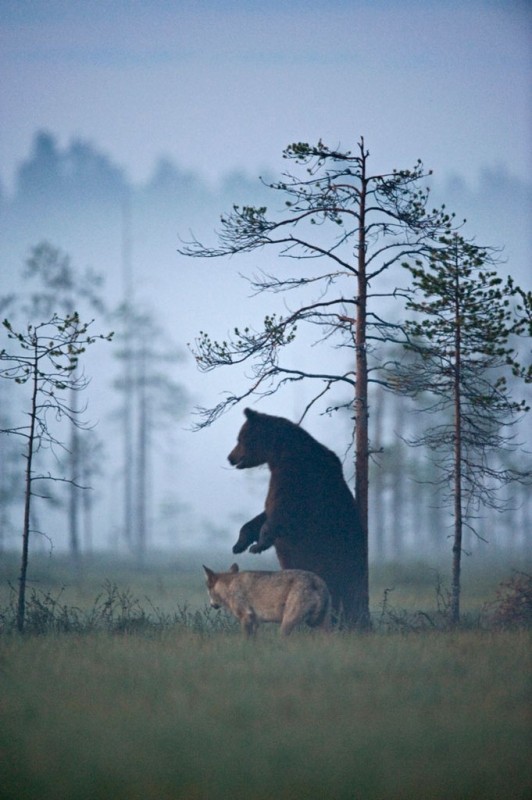 Необычная пара, замеченная финским фотографом Необычная пара, замеченная финским фотографом