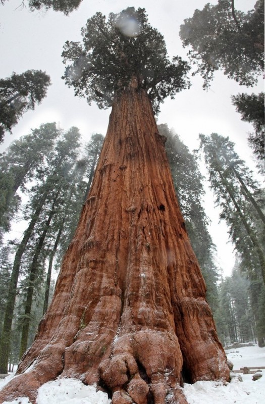 Самое большое дерево в мире