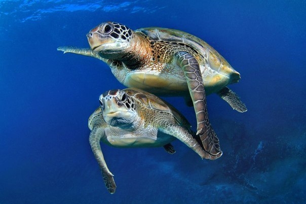 Синхронное плавание черепах
