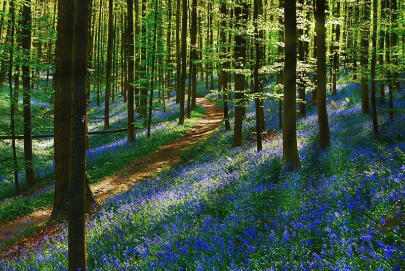 Невероятно красивый древний лес Халлербос (Hallerbos) в Бельгии