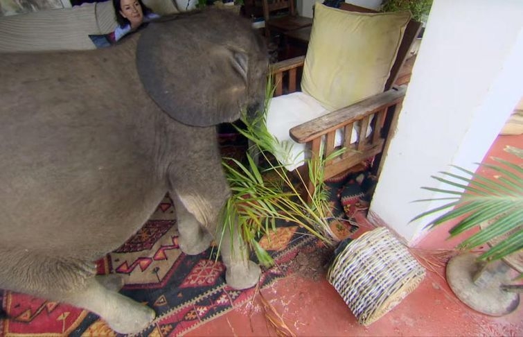 Спасенный слонёнок живет в доме своей спасительницы