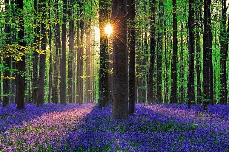 Черничный лес Халлербос, Бельгия
