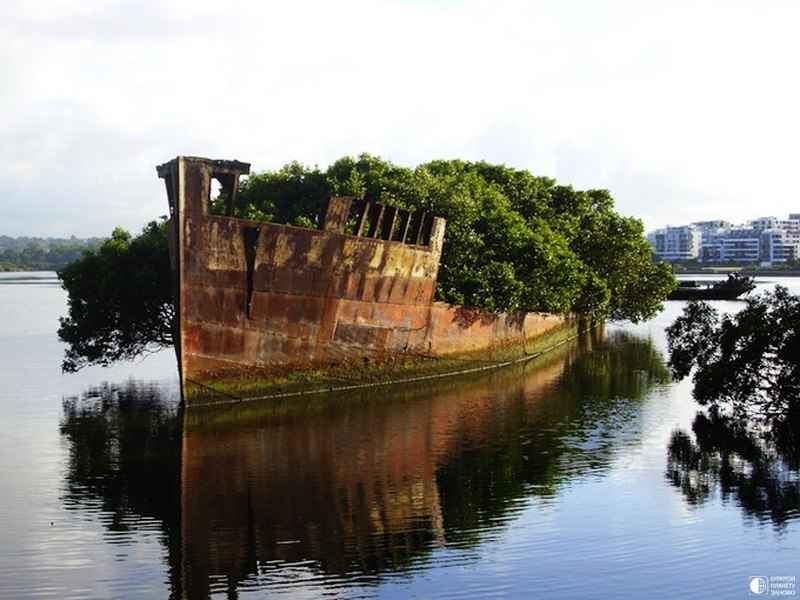 Заброшенное судно SS Ayrfield,Floating forest - плавающий лес Заброшенное судно SS Ayrfield,Floating forest - плавающий лес
