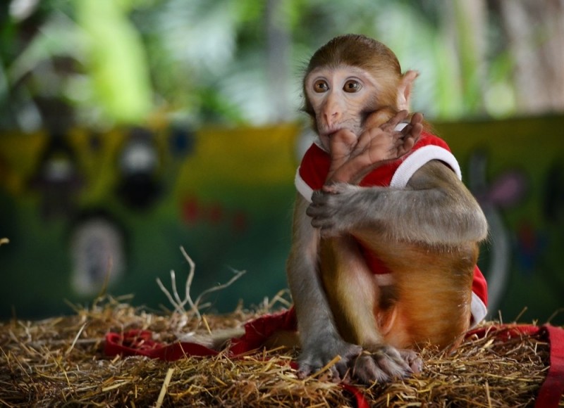 Невероятный зоопарк в Таиланде
