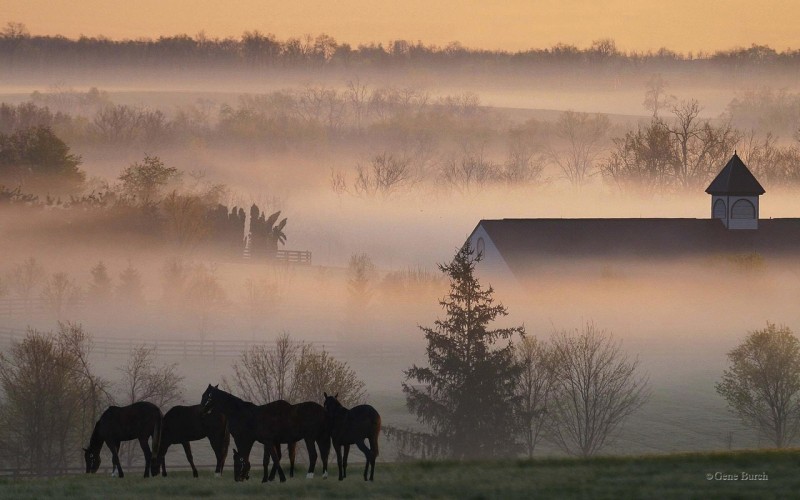 Лошади в тумане на ферме в Кентукки