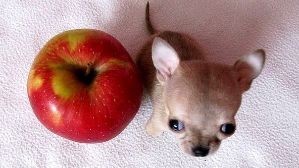 Новый претендент в книгу рекордов Гиннесса Новый претендент в книгу рекордов Гиннесса