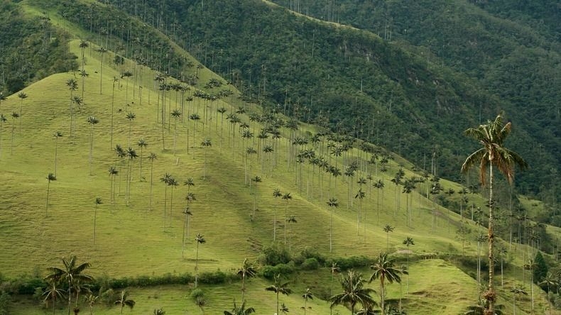 Долина самых высоких пальм - «Долина Кокора» (Valle de Cocora), Колумбия