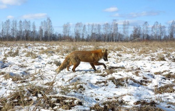 Зоне отчуждения Чернобыльской АЭС Зоне отчуждения Чернобыльской АЭС