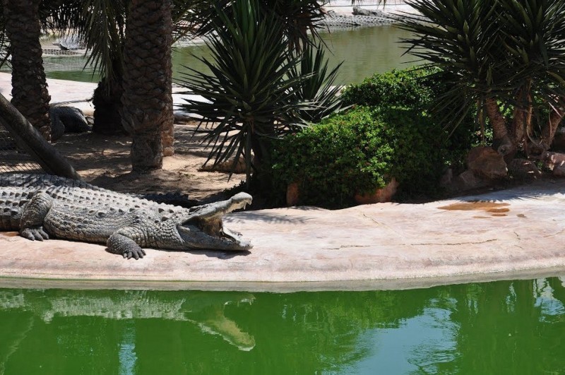 Рай для крокодилов на острове Джерба