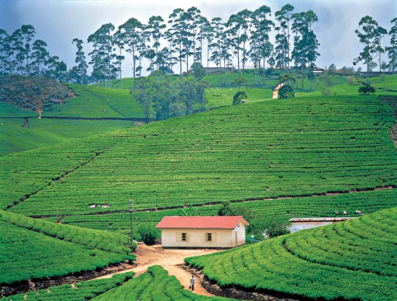 Шри-Ланка - чайное царство