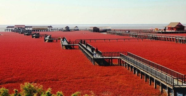 Красный пляж Паньцзинь