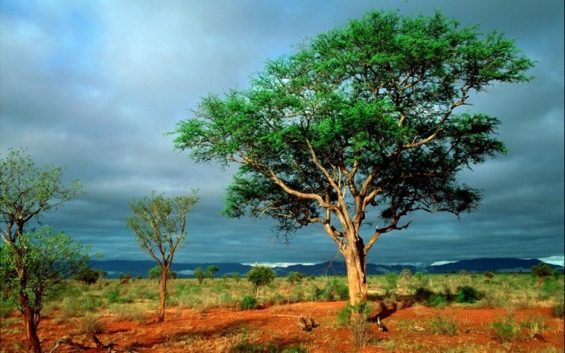Национальный парк Крюгер в Африке