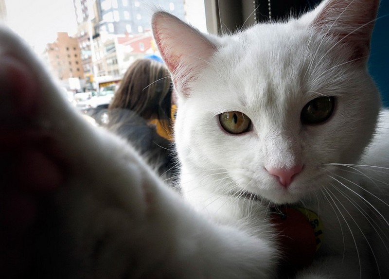 Кото-кафе в Нью-Йорке Кото-кафе в Нью-Йорке