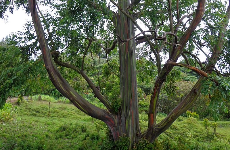 Радужный эвкалипт (Eucalyptus deglupta)