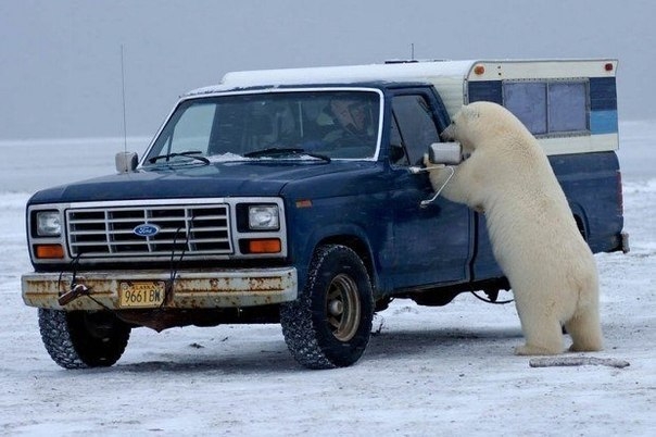 Как белый медведь просился в машину