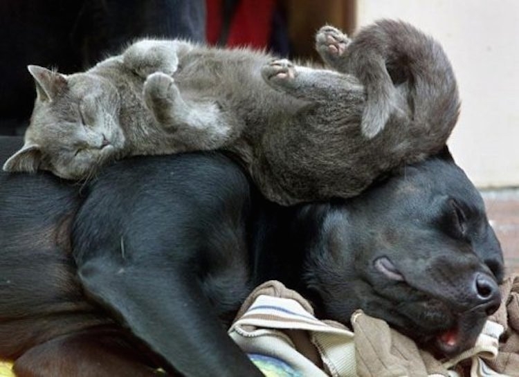 Кошки, которые используют собак, как подушки Кошки, которые используют собак, как подушки