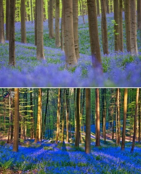 Колокольчиковый лес Hallerbos в Бельгии.