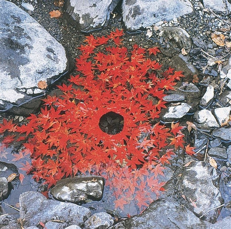 Природный арт Andy Goldsworthy