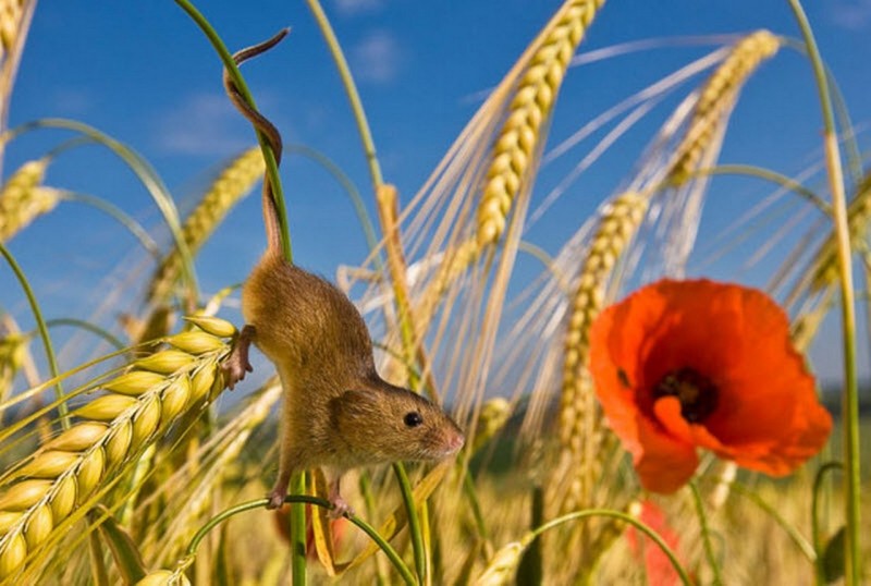 Тайная жизнь полевой мыши