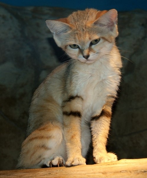 Барханная кошка Барханная кошка