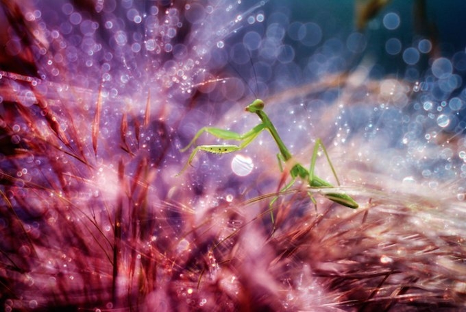 Жизнь насекомых от фотографа Nordin Seruyan