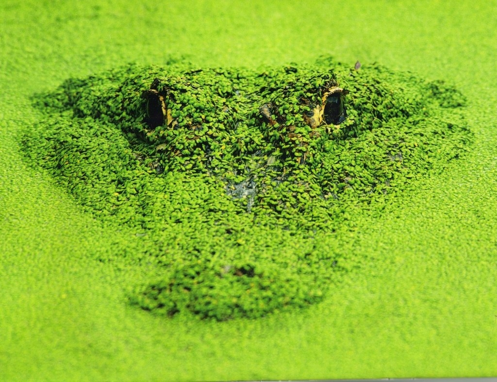 Маскировка аллигатора