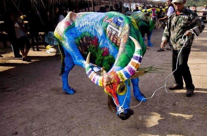 Боди-арт на буйволах в Китае