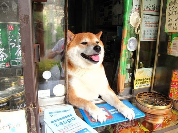 Собака-продавец в Японии