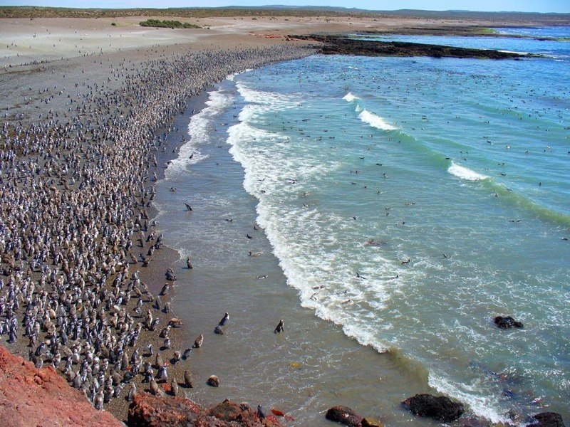Пунта Томбо - место обитания магеллановых пингвинов